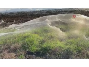 Avusturalya’da sel bölgesini dev örümcek ağları kapladı