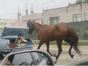 Bursa’da aracın arkasına at bağlayıp çevre yolunda koşturdu