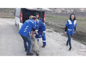 Sular altında kalacak olan Hasankeyf’te sokak hayvanları taşınıyor