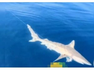 Akdeniz Körfezi’nde köpek balığı ve fok heyecanı