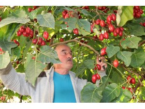 Ağaç domatesi ’Tamarillo’ Rize’yi sevdi