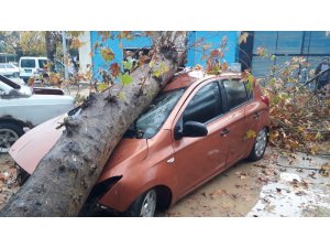 Fırtınanın devirdiği ağaç otomobili hurdaya çevirdi