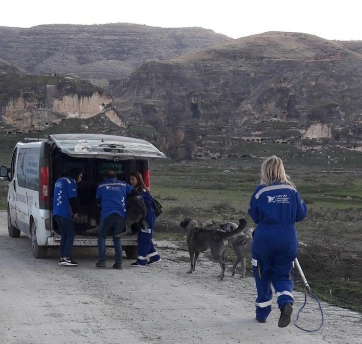 Sular altında kalacak olan Hasankeyf’te sokak hayvanları taşınıyor
