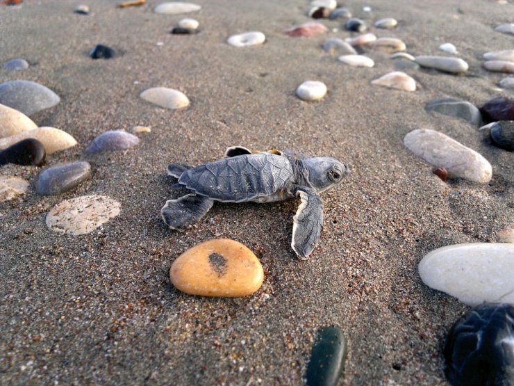 300 bin yavru kaplumbağa denizle buluştu
