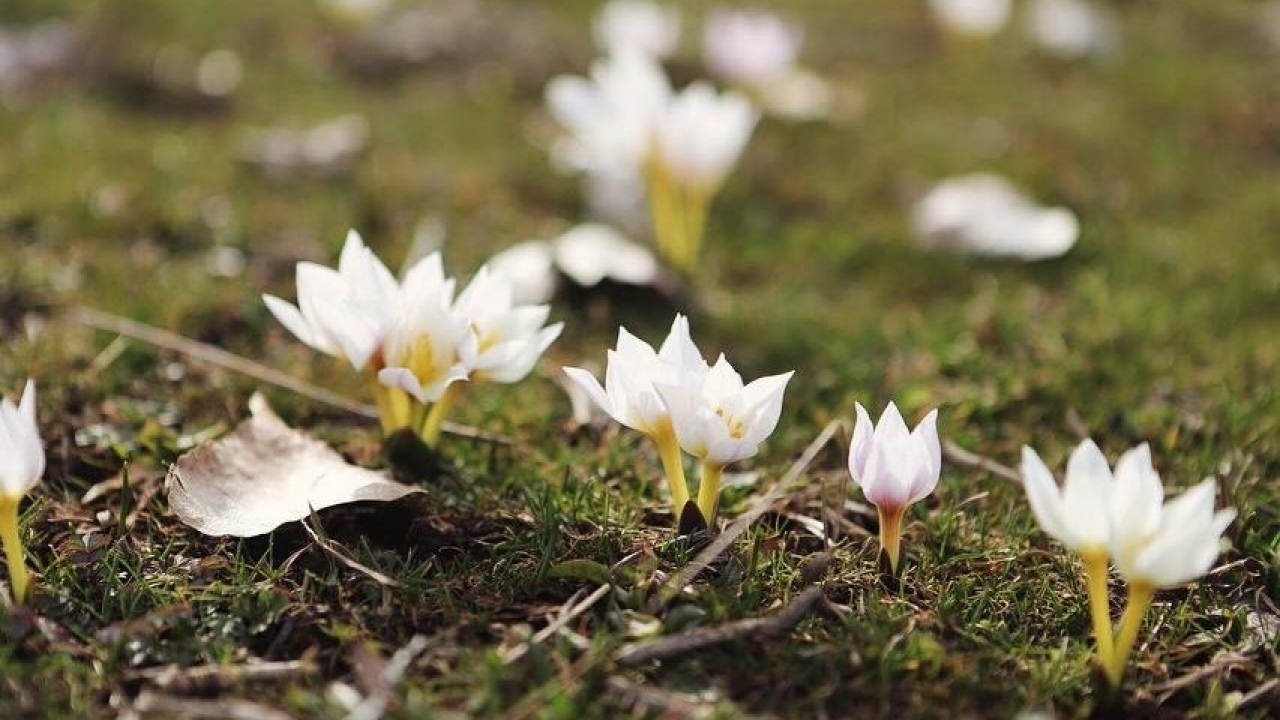 Ağrı’da baharın ayak sesleri çiçeklerle duyuluyor