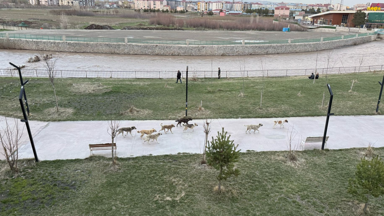Ağrı Millet Bahçesi’nde köpek sürüsü görüntülendi