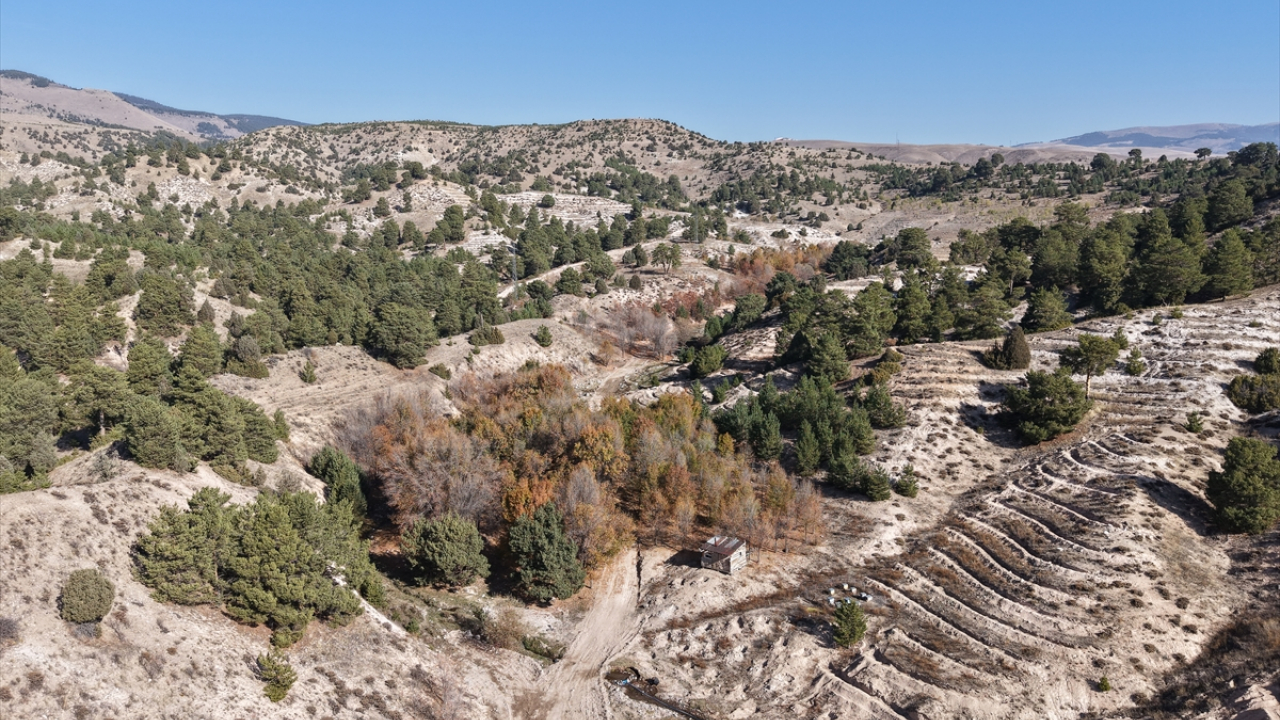 Ağrı’nın da dahil olduğu bal ormanı projesi büyüyor: Arıcılık için yeni fırsatlar doğuyor