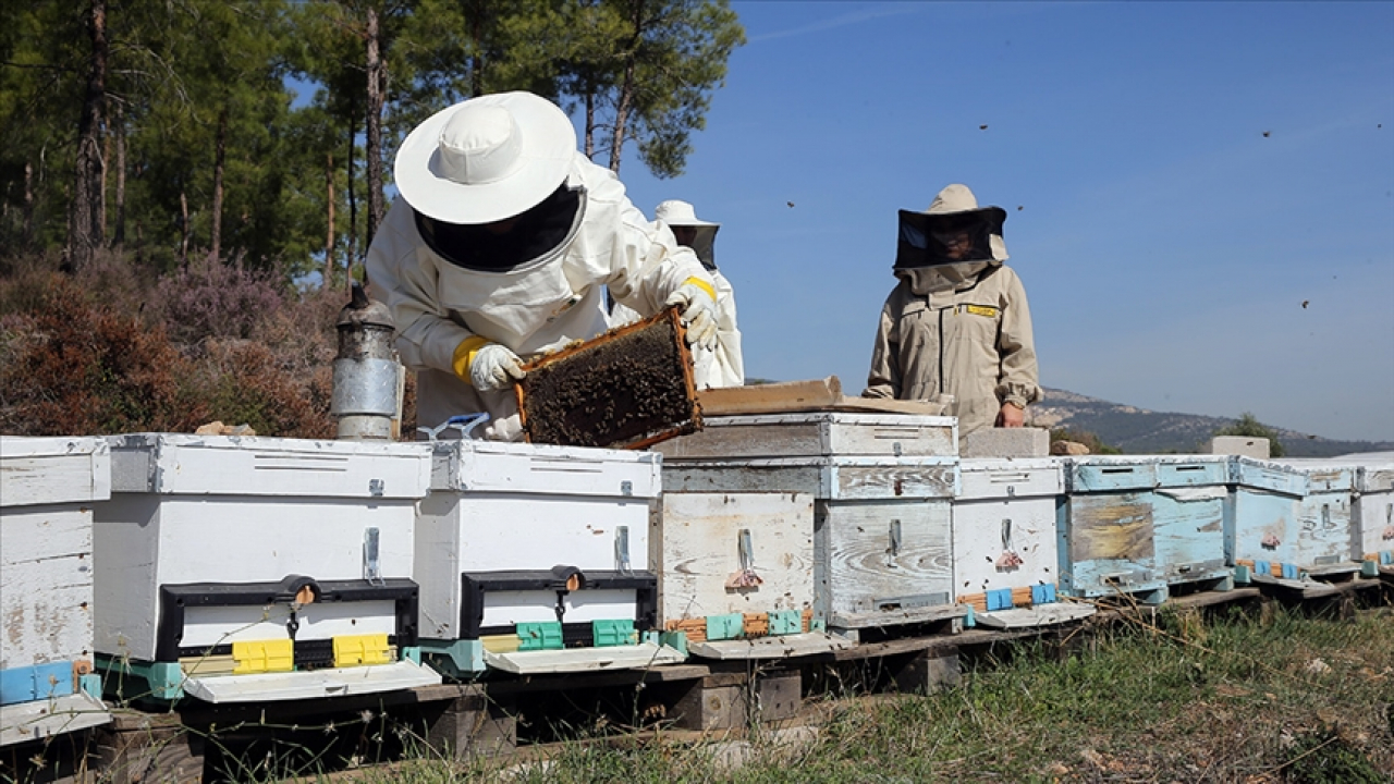 Arıcılık mesleği için yeni dönem kalite ve eğitim standartları geliyor