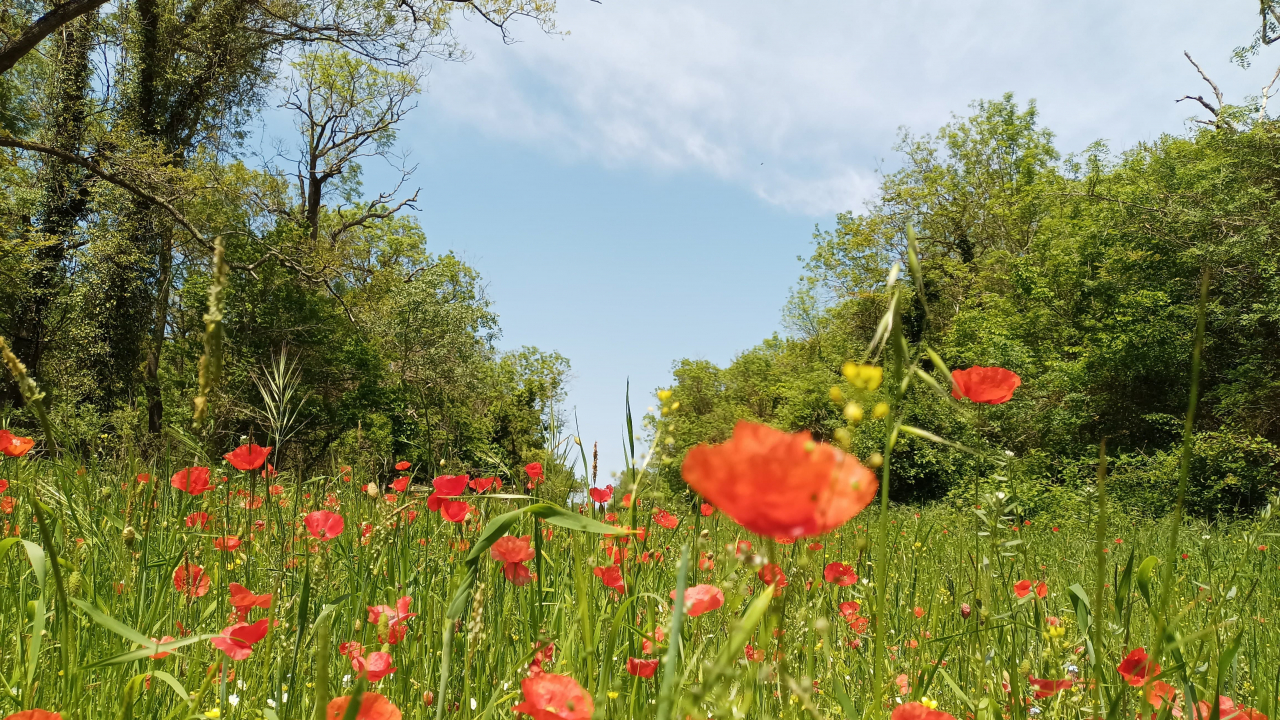 Bahar aylarında alerjik hastalıklara karşı uyarı