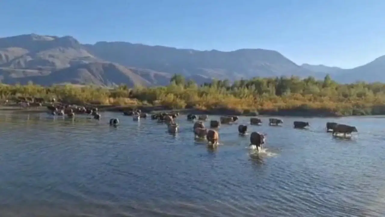 Bir ilden daha korkutan görüntüler! Sular çekildi, hayvanlar nehri yürüyerek geçti