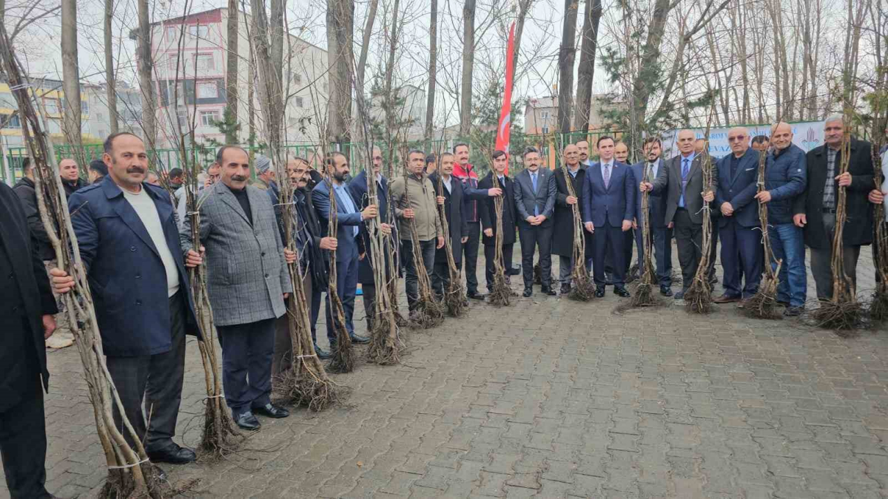 Bitlis'te 12 bin aşılı ceviz fidanı çiftçilere dağıtıldı, üretim gücü artırılacak