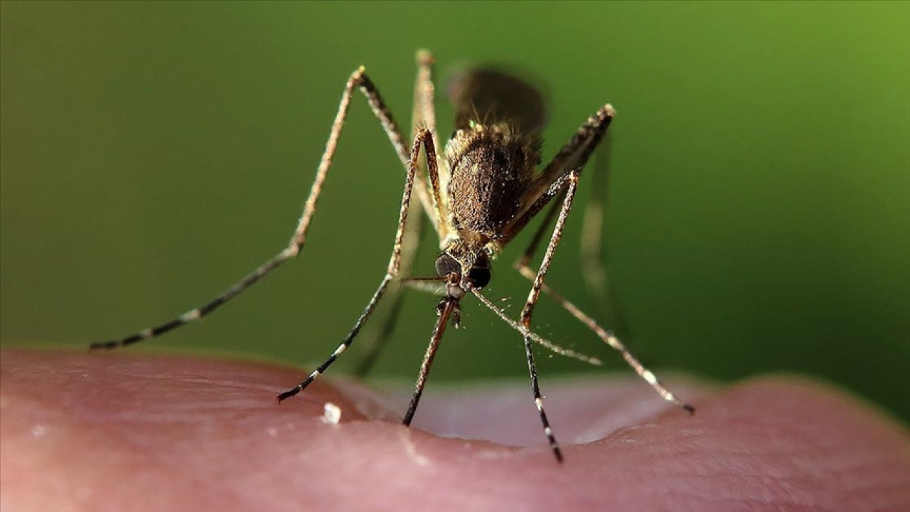 İklim değişikliği hayvanlardan bulaşan hastalıkları etkileyebilir