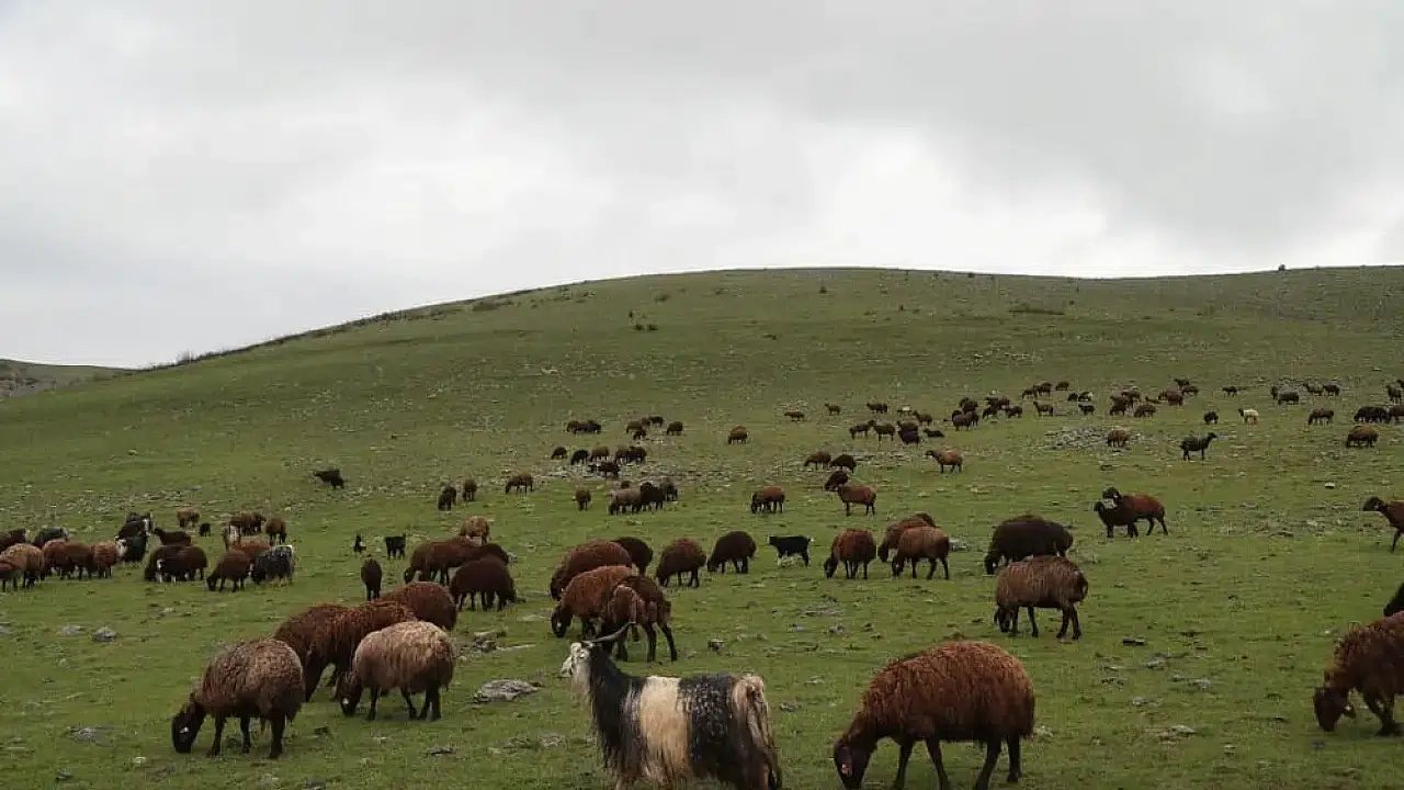 Muş’ta Gezilecek Yerler