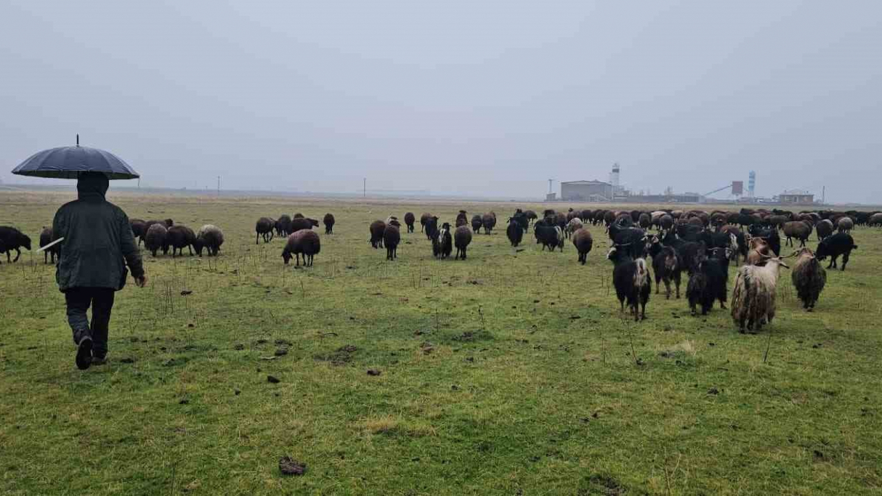 Muş’ta mevsim normalleri üzerindeki sıcaklık besicilere yaradı, saman tasarrufu sağladılar