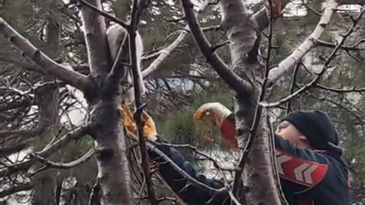 Tatvan'da Mahsur Kalan Kedi İtfaiye Ekipleri Tarafından Kurtarıldı