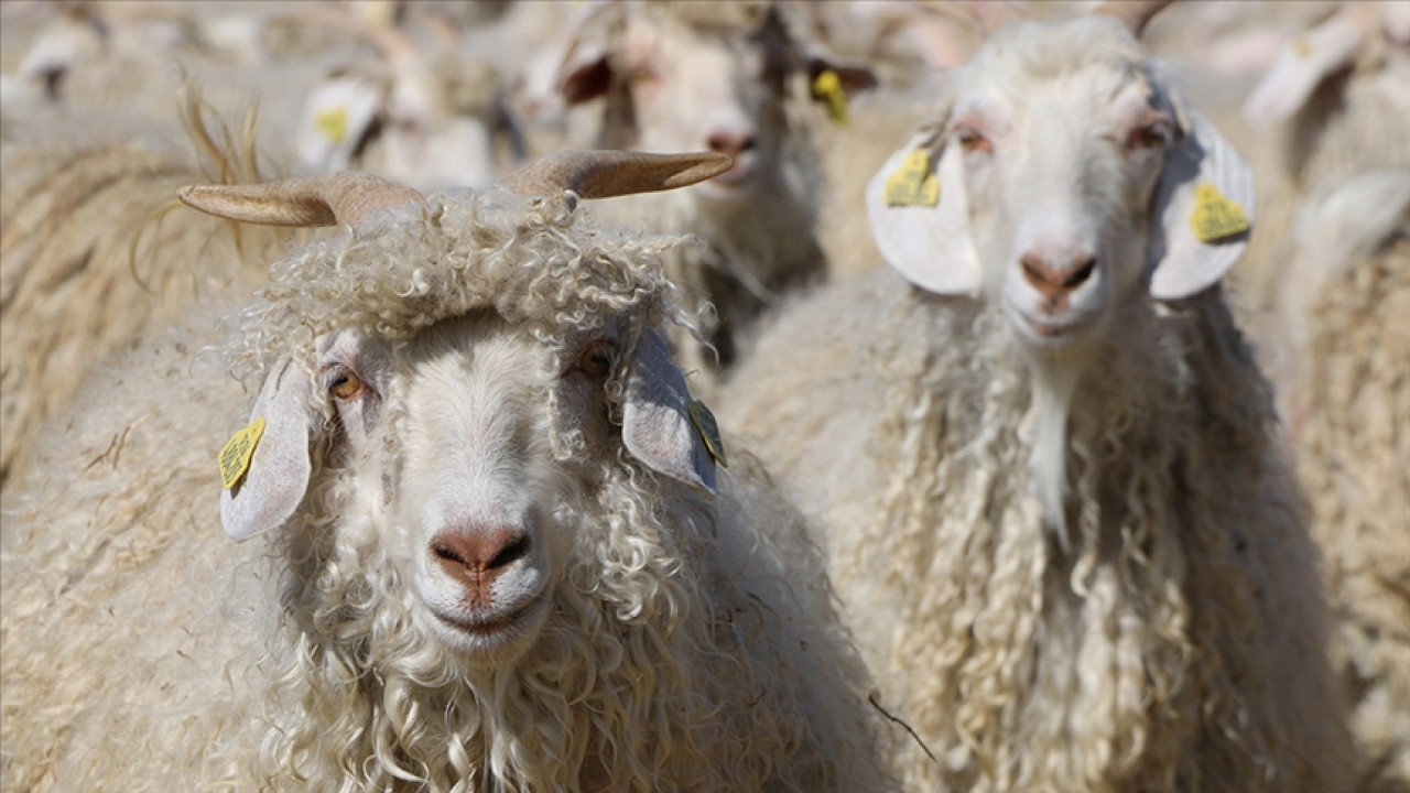 Tiftik üretiminde yeni dönem sözleşmeli modele geçildi