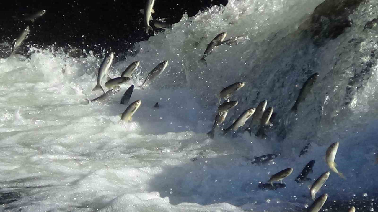 Van Gölü’nün canlı hazinesi için kritik dönem başlıyor