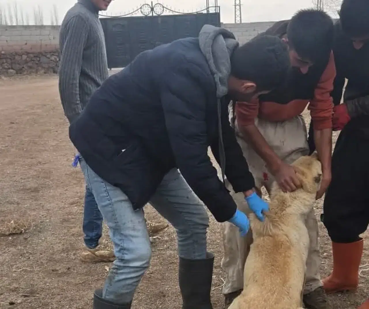 Doğubayazıt’ta köy ve mahallelerde veteriner ekipleri görevde