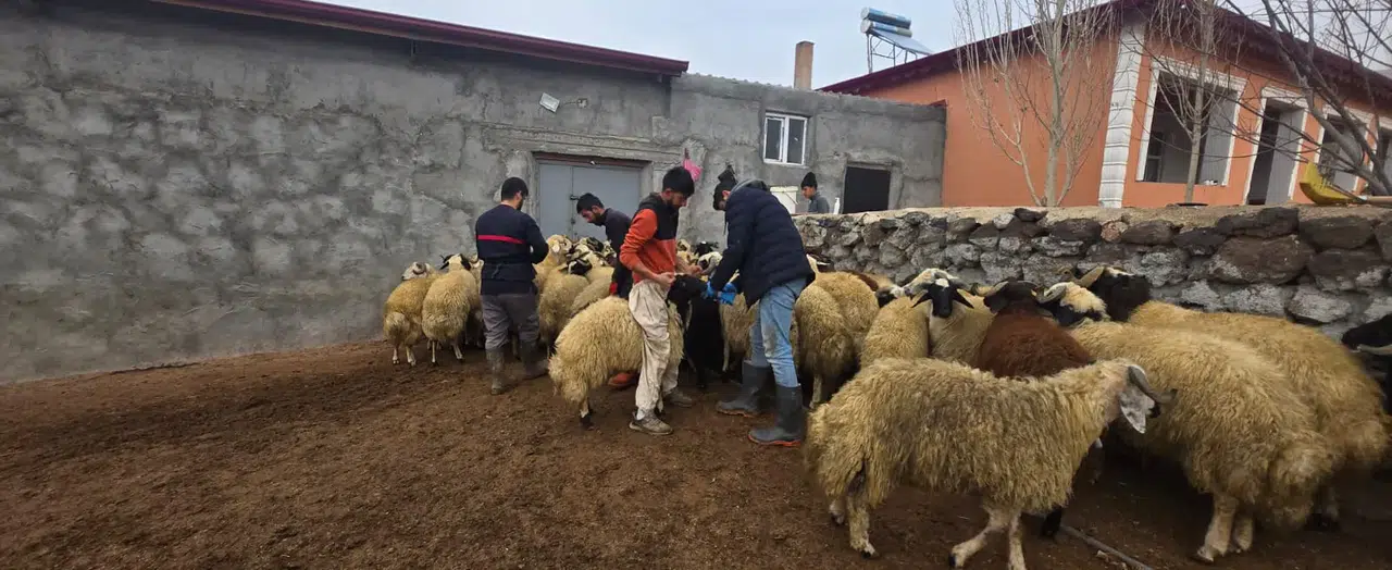 Doğubayazıt’ta küçükbaş hayvanlar kayıt altına alınıyor