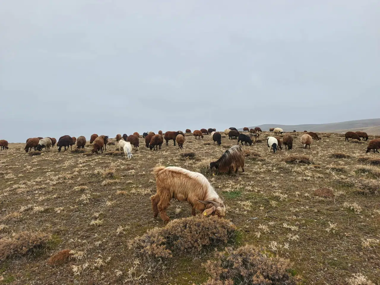 Ağrı’da kar yağışı gecikirken köylüler meralardan faydalanıyor