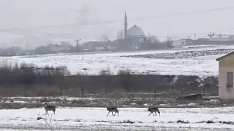 Kars’ta kurtlar sanayi bölgesine kadar indi