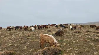 Ağrı’da kar yağışı gecikirken köylüler meralardan faydalanıyor