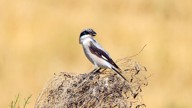 Ağrı ve Iğdır’ın ortak değeri: Aras Dağlarındaki sulak alan kuşlara yuva oldu