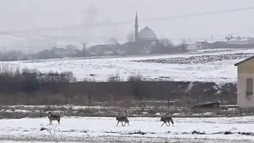 Kars’ta kurtlar sanayi bölgesine kadar indi