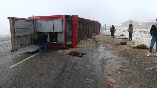 Patnos’ta hayvan taşıyan tır kaza yaptı