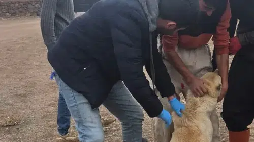 Doğubayazıt’ta köy ve mahallelerde veteriner ekipleri görevde