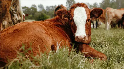 Damızlık hayvancılıkta tabii tohumlamaya yeni kurallar