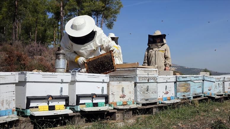 Arıcılık mesleği için yeni dönem kalite ve eğitim standartları geliyor
