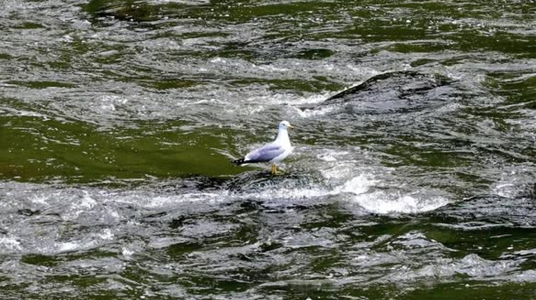 Kars’ın Saklı Güzelliği: Akyaka Kanyonu Doğa Tutkunlarını Bekliyor