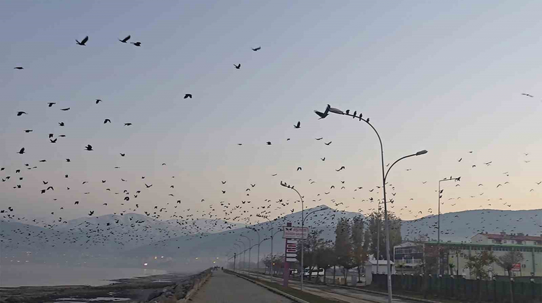 Tatvan'da Binlerce Karganın Gökyüzünü Kararttığı Şaşırtan Doğa Olayı