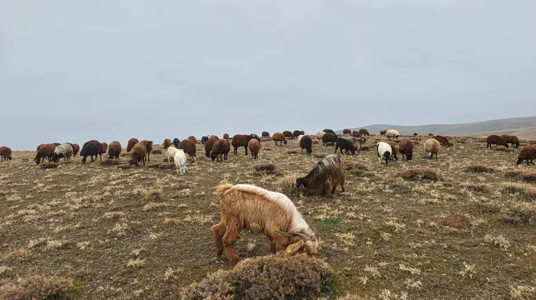 Ağrı’da kar yağışı gecikirken köylüler meralardan faydalanıyor