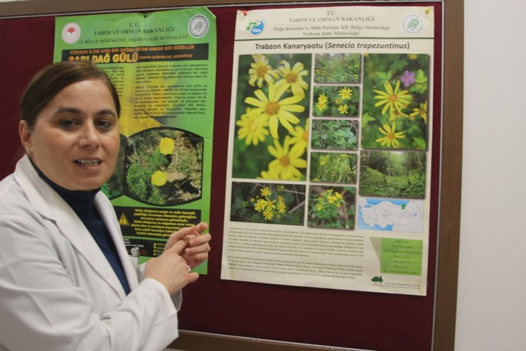 Trabzon Kanaryaotu ve Allı Gelin bitkisi hastalara şifa olacak