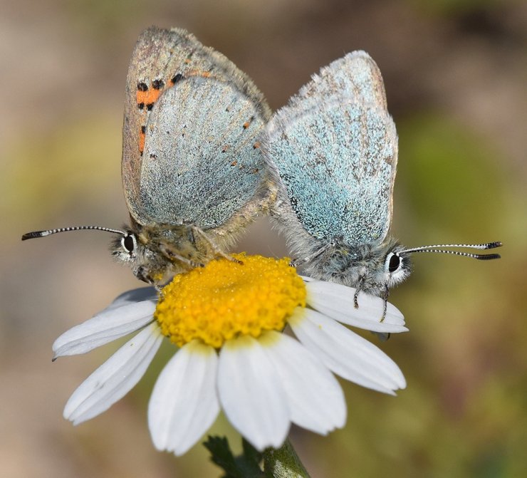 Van Gölü Havzası’ndaki kelebek türleri kayıt altına alınıyor