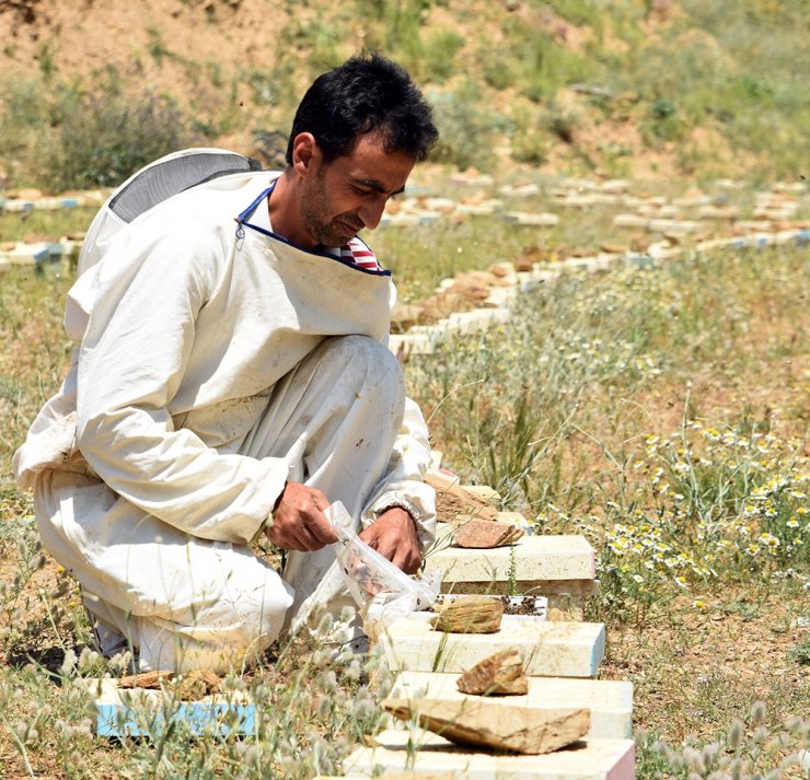 Bitlis’te üretilen ana arılar tüm Türkiye’ye satılıyor