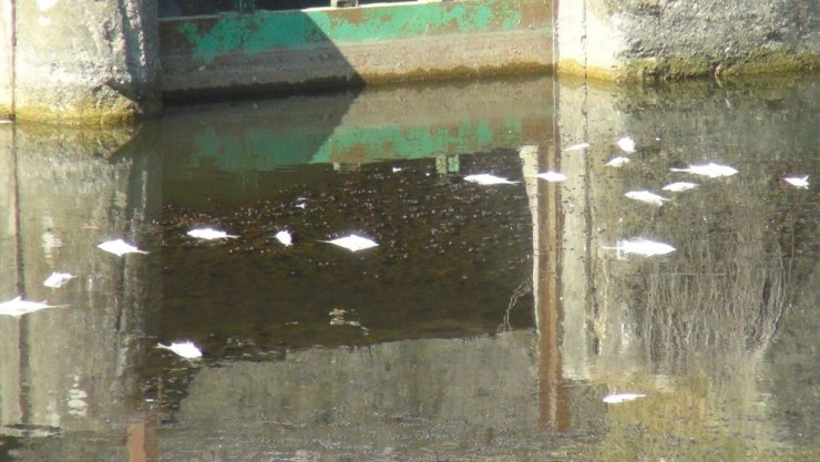 Tahliye kanalında balık ölümleri