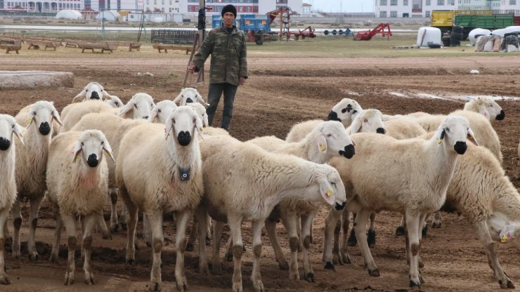Türkiye’nin çobanları Orta Asya’dan