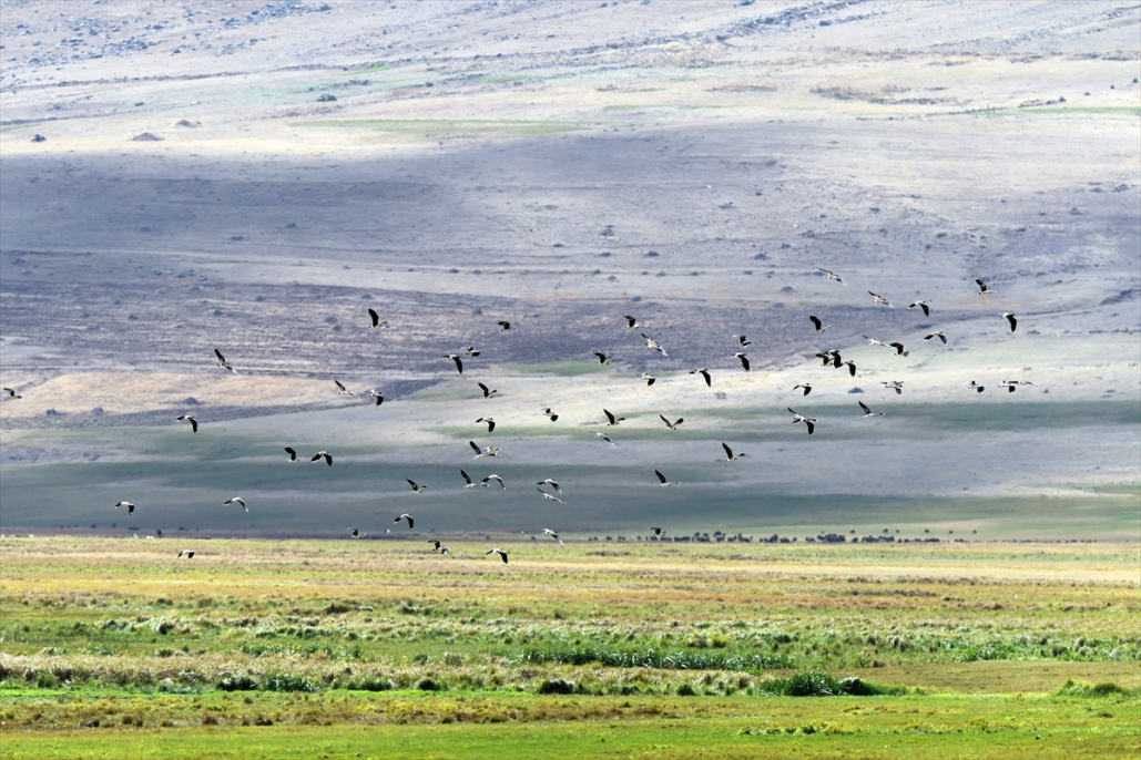 Ağrı ve Iğdır’ın ortak değeri: Aras Dağlarındaki sulak alan kuşlara yuva oldu 5