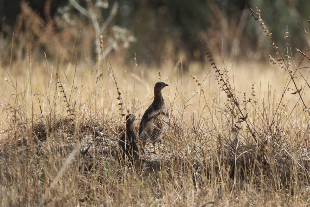 Ağrı ve Iğdır’ın ortak değeri: Aras Dağlarındaki sulak alan kuşlara yuva oldu 3