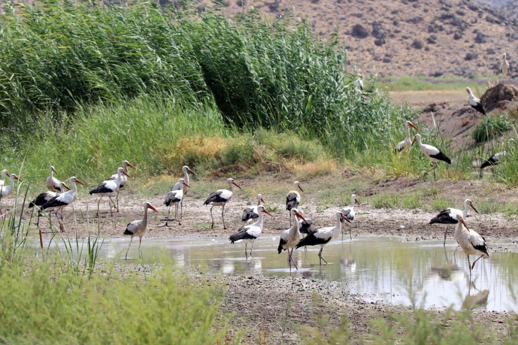 Ağrı ve Iğdır’ın ortak değeri: Aras Dağlarındaki sulak alan kuşlara yuva oldu 2