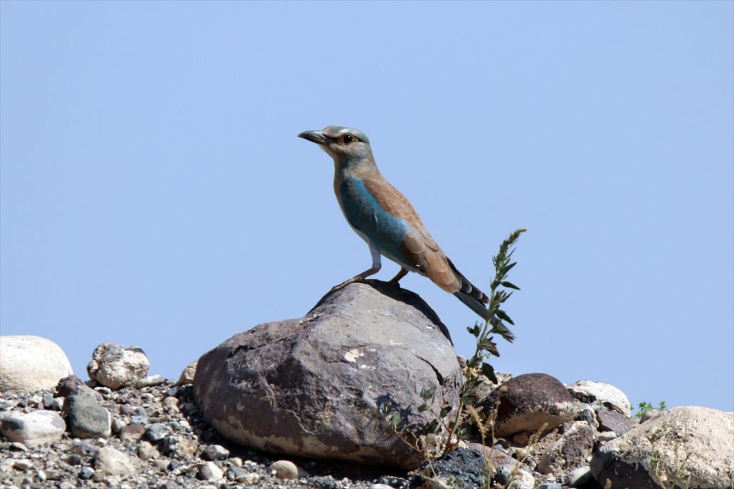 Ağrı ve Iğdır’ın ortak değeri: Aras Dağlarındaki sulak alan kuşlara yuva oldu 1