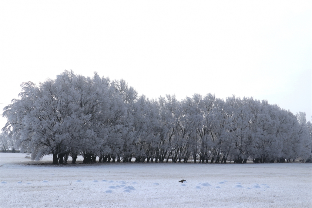 Ağrı’da soğuk hava ve sis kartpostallık görüntüler oluşturdu 4