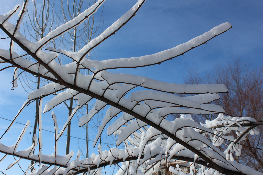 Ağrı'da zemheri günleri başladı, şehir buz tuttu 2