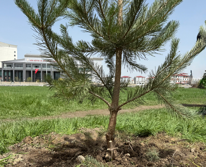 Ağrı Belediyesi’nden barış fidanlarıyla anlamlı ağaçlandırma çalışması 1