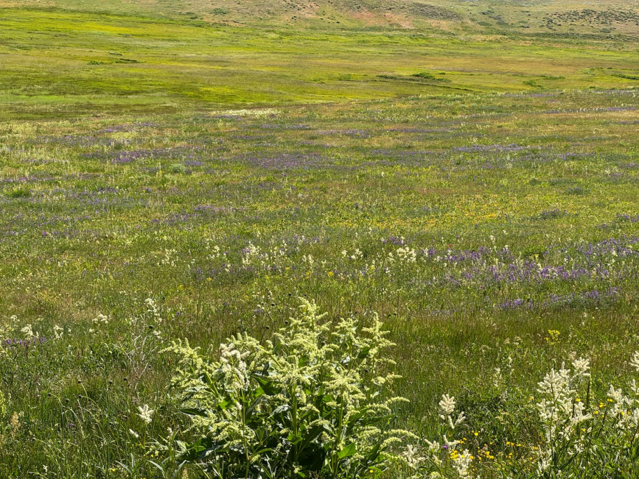 Ağrı’nın saklı güzelliği Balık Gölü, çiçeklerle yeniden doğuyor 1