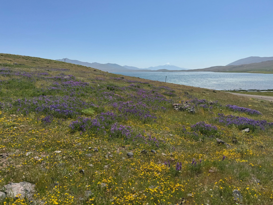 Ağrı’nın saklı güzelliği Balık Gölü, çiçeklerle yeniden doğuyor 3