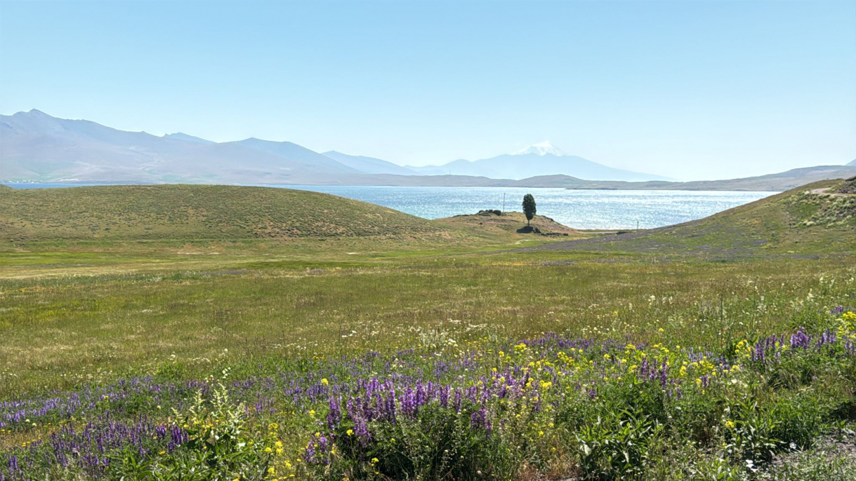 Ağrı’nın saklı güzelliği Balık Gölü, çiçeklerle yeniden doğuyor 2